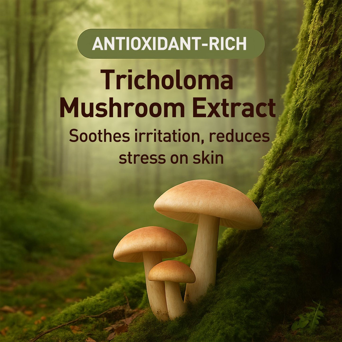 Mushrooms growing on a tree trunk with text about antioxidant-rich Tricholoma mushroom extract.
