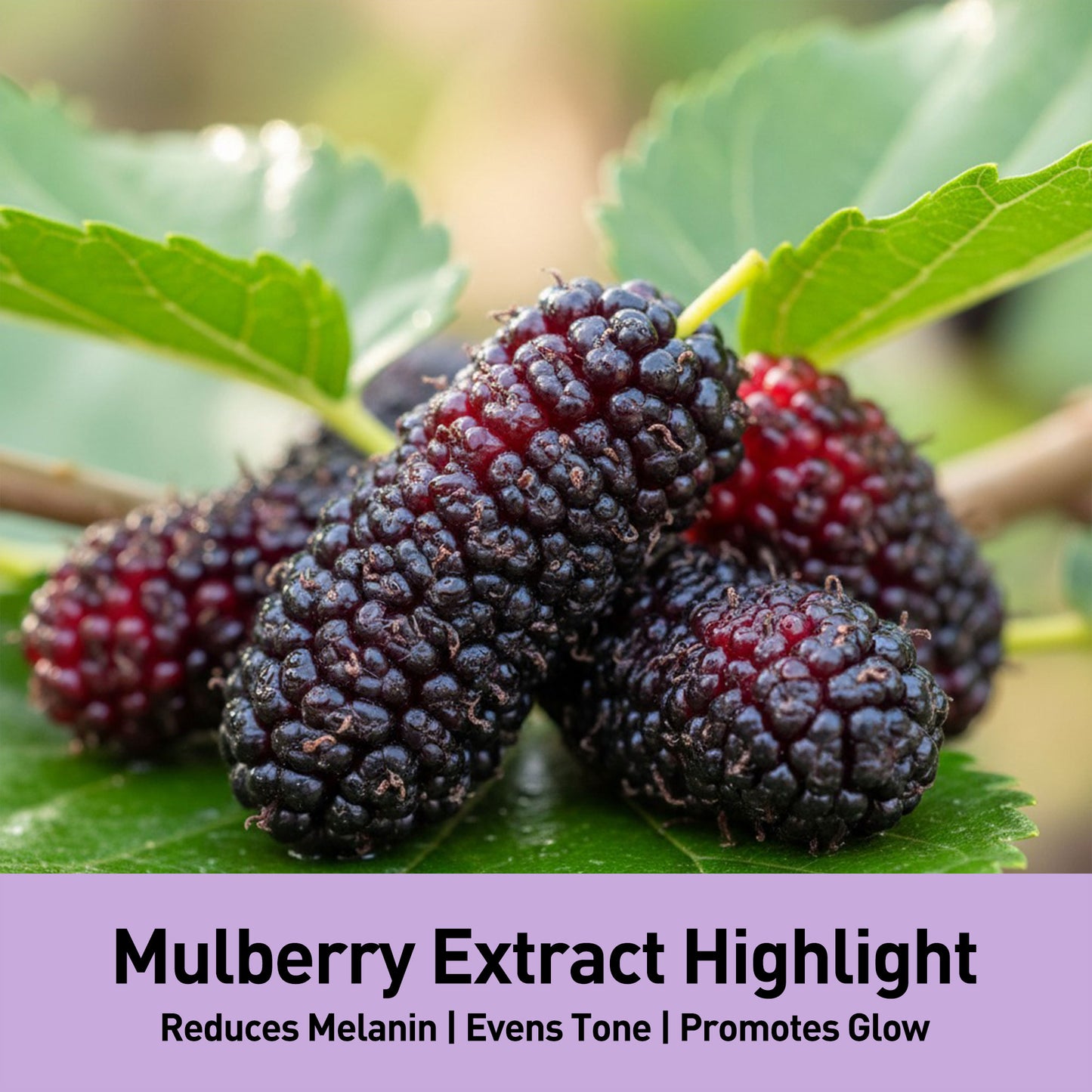 Glowing Night Cream - Mulberry