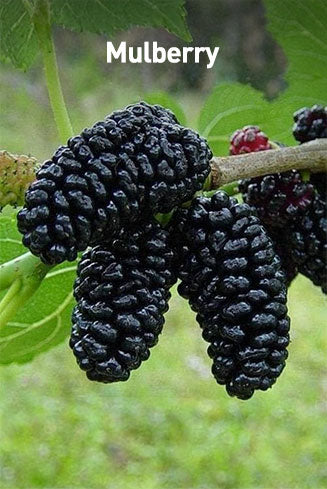 Mulberries on a branch with green leaves