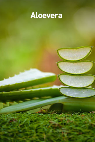 Aloe vera plant with sliced leaves on a green background, featuring the brand 'Aloevera'.