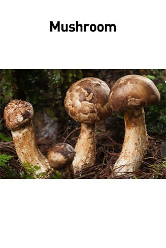 Mushrooms on a natural background with the word 'Mushroom' above.